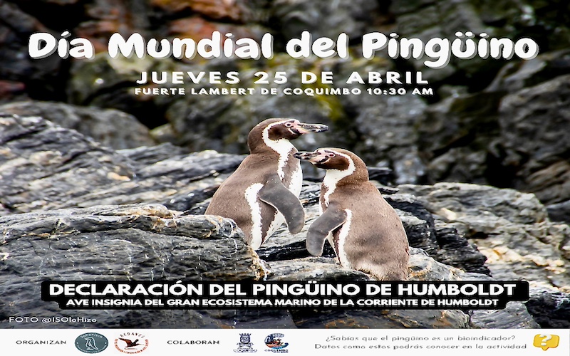 Humboldt - Pinguin - Symbolvogel des Humboldtstroms