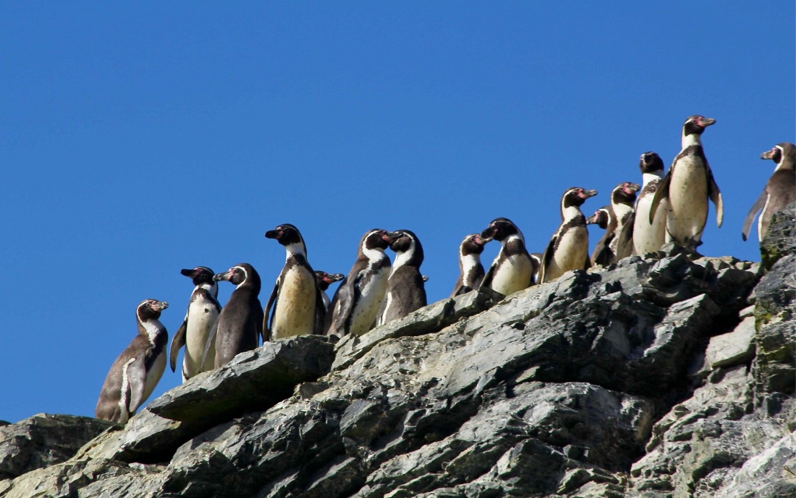 Weltpinguintag am 25. April 2022