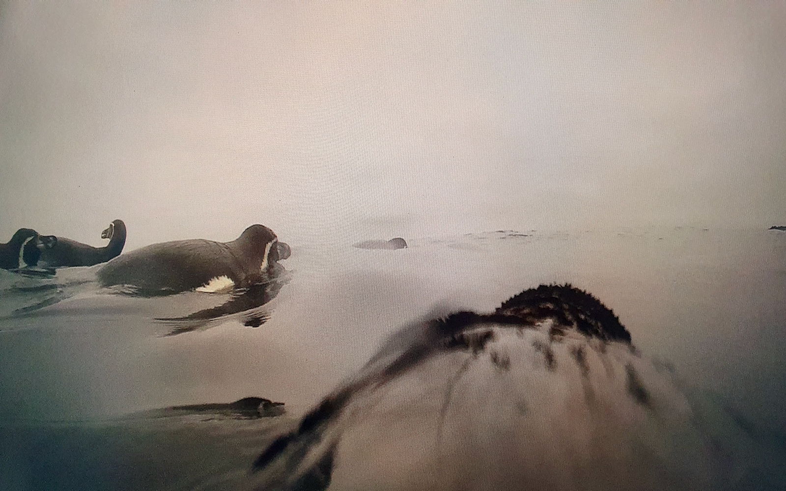 Premiere - Humboldt-Pinguine bei der Futtersuche
