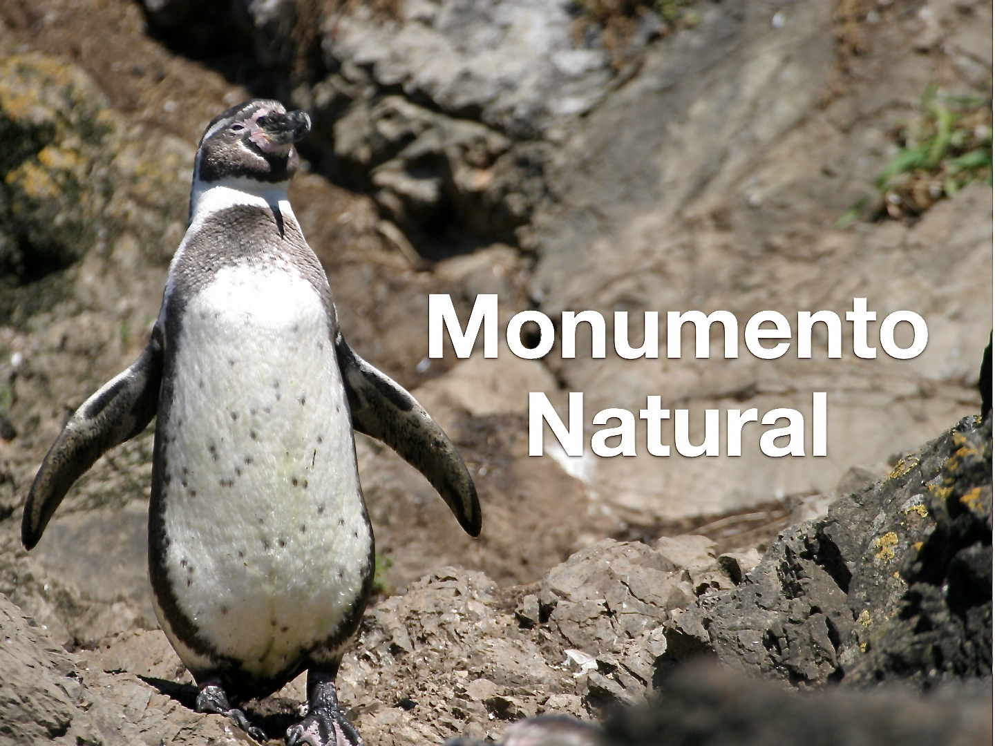 Gran éxito: el pingüino de Humboldt, monumento natural