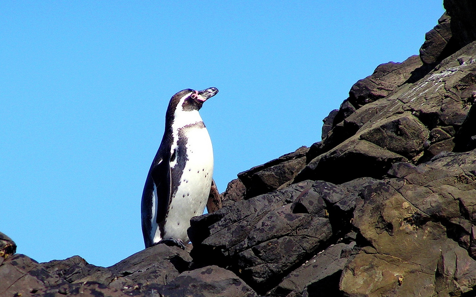 ¿Dónde pasan el tiempo los pingüinos de Humboldt entre una temporada de cría y otra?